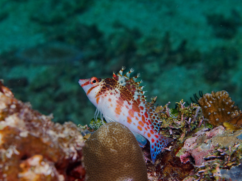 Hawkfish, Manila Channel